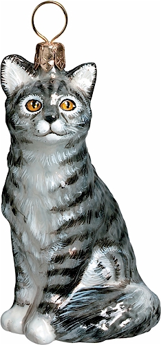 American Shorthair Cat- Gray