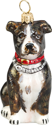 American Staffordshire Terrier- Brindle