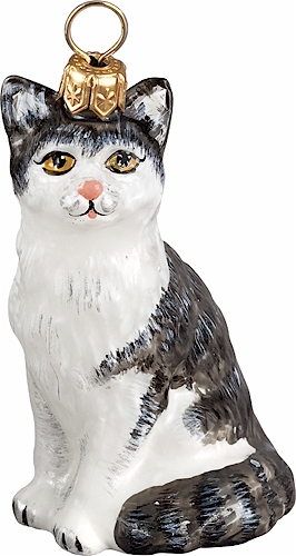 American Shorthair Cat- Gray & White