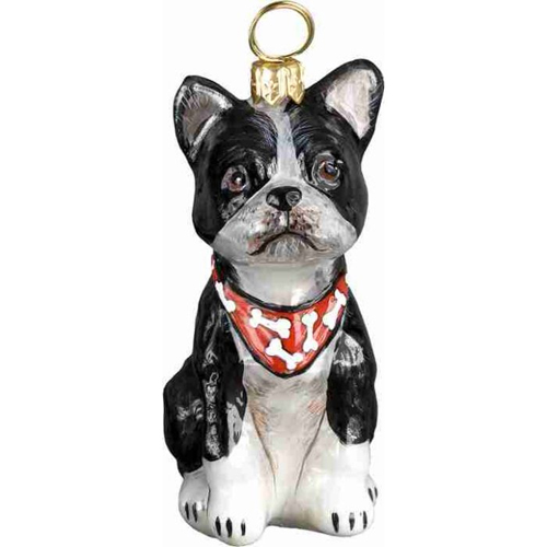 Boston Terrier with Bandana