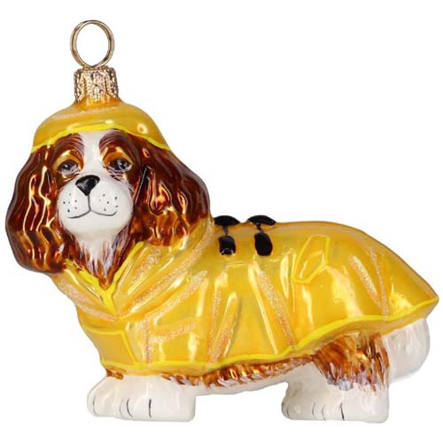 Cavalier King Blenheim in <br>Rain Coat and Hood