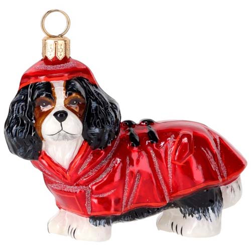 Cavalier King Tri Color in<br> rain coat and hood